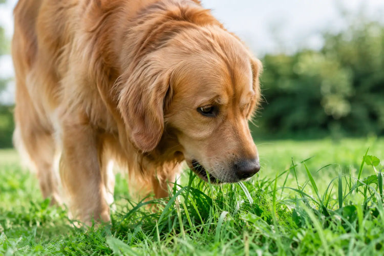 Why Dogs Eat Grass and What It May Mean for Health