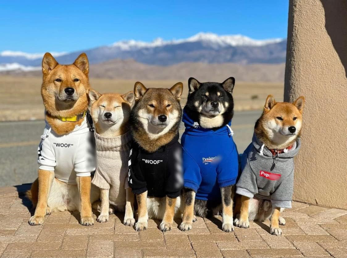Stylish Blue Streetwear Sweatshirt Tracksuits for Dogs and Cats, Available in Small to 3XL