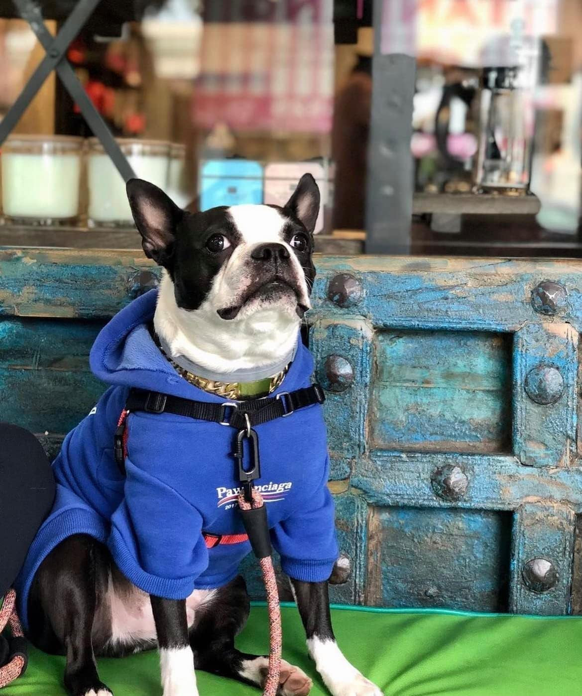 Stylish Blue Streetwear Sweatshirt Tracksuits for Dogs and Cats, Available in Small to 3XL