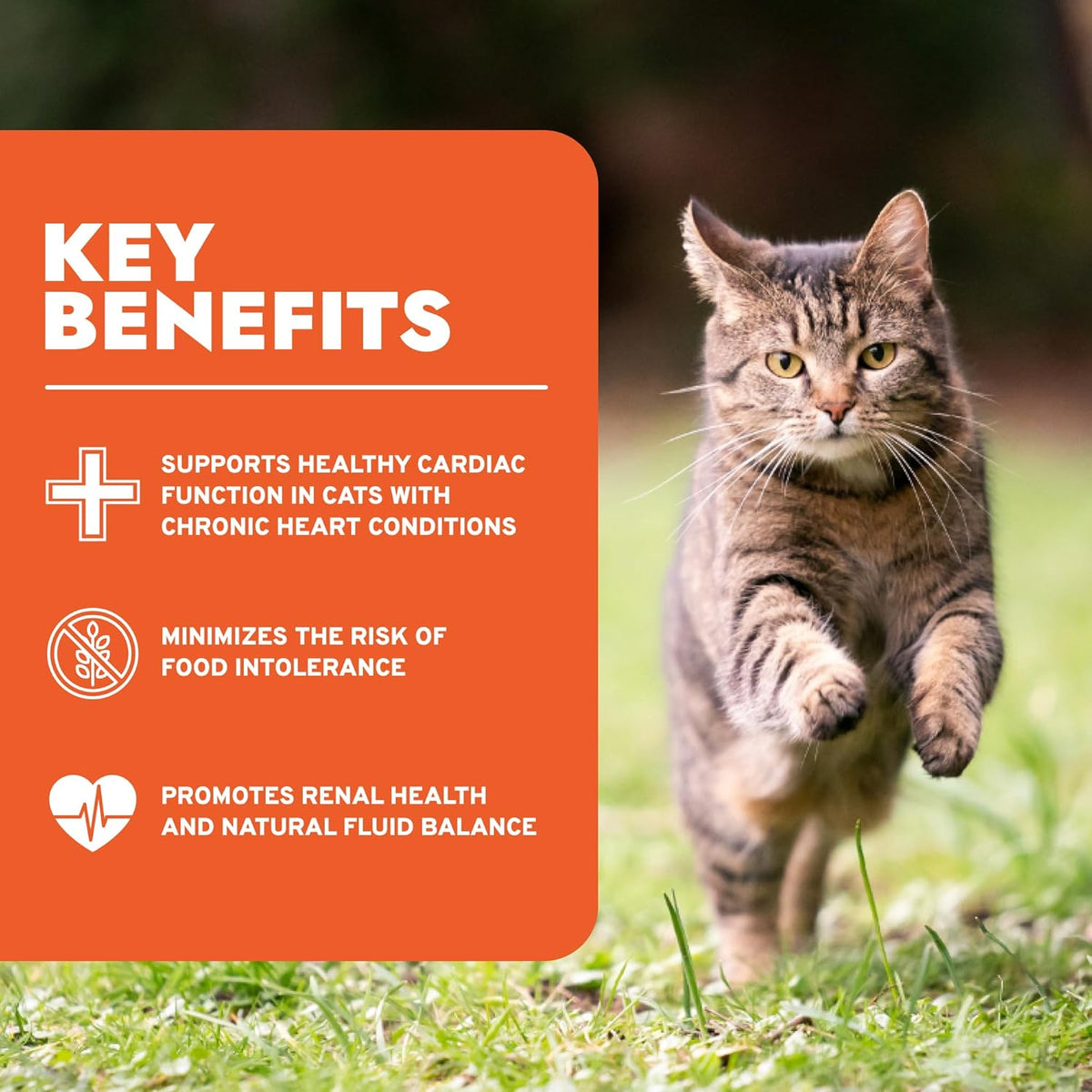 Renal Wet Cat Food for Kidney Support, 3.5 oz, 32-Pack