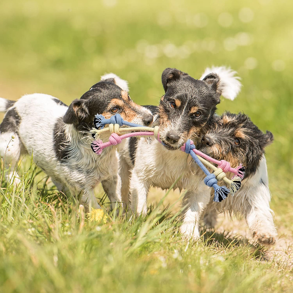Interactive Teething Chew Toys for Puppies - Small Dog Rope Balls and Tug Toys with Storage Basket