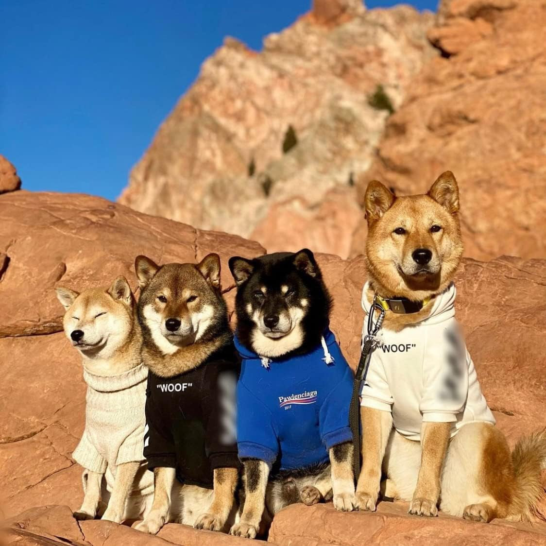Stylish Blue Streetwear Sweatshirt Tracksuits for Dogs and Cats, Available in Small to 3XL