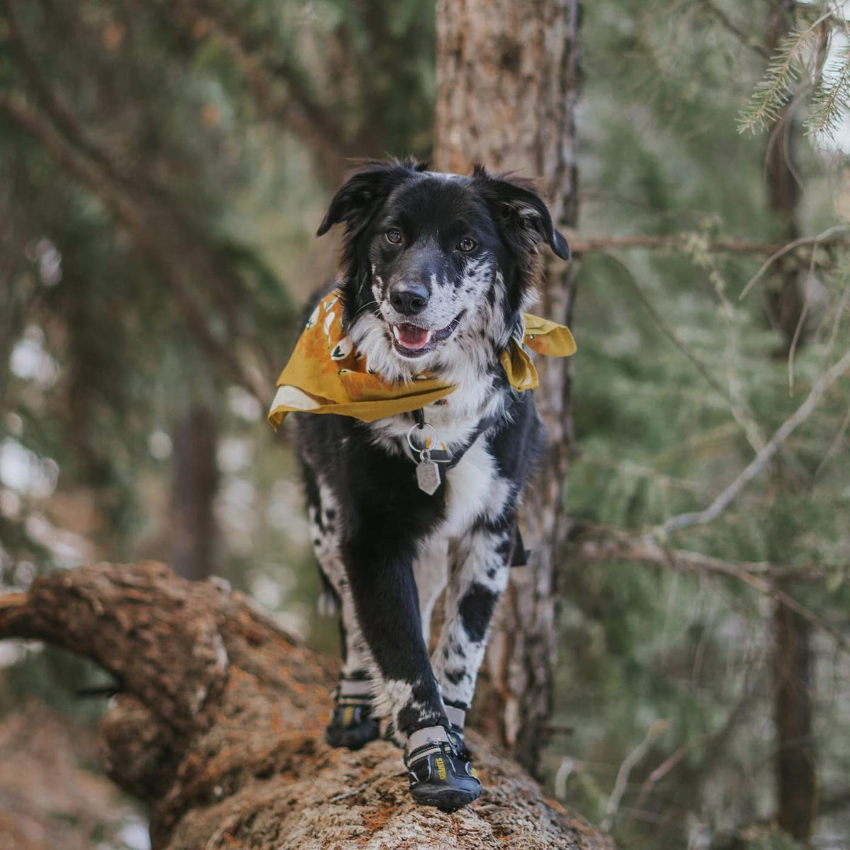 Dog Footwear: Protective Shoes for Hot Pavement and Winter Conditions