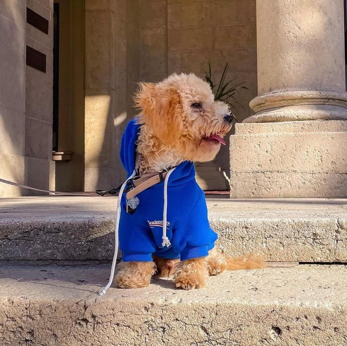 Stylish Blue Streetwear Sweatshirt Tracksuits for Dogs and Cats, Available in Small to 3XL