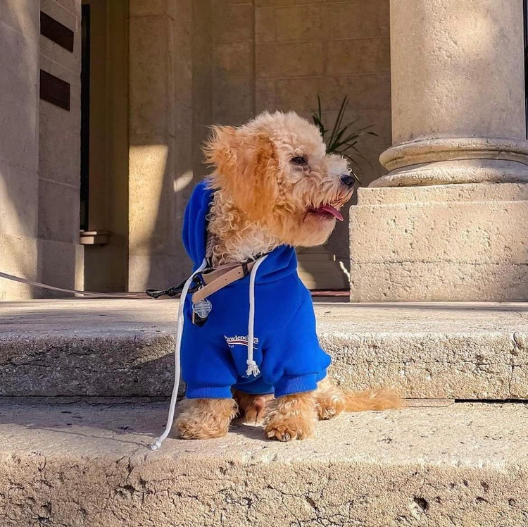 Stylish Blue Streetwear Sweatshirt Tracksuits for Dogs and Cats, Available in Small to 3XL