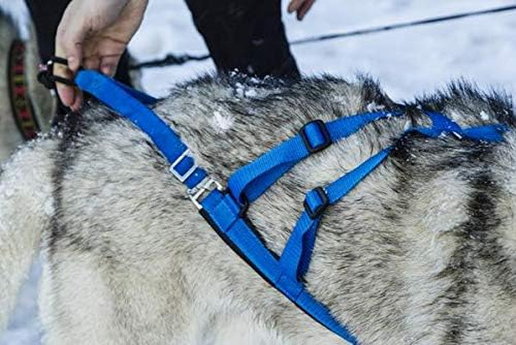 Adjustable Pro Harness for Large Dogs - Blue Dog Pulling Harness Ideal for Canine Joring